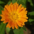 Flor (Flower)